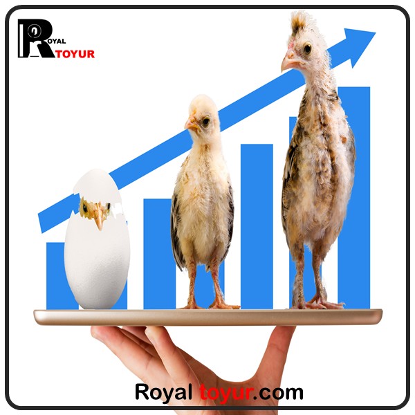 میانگین وزنی مرغ های گوشتی 